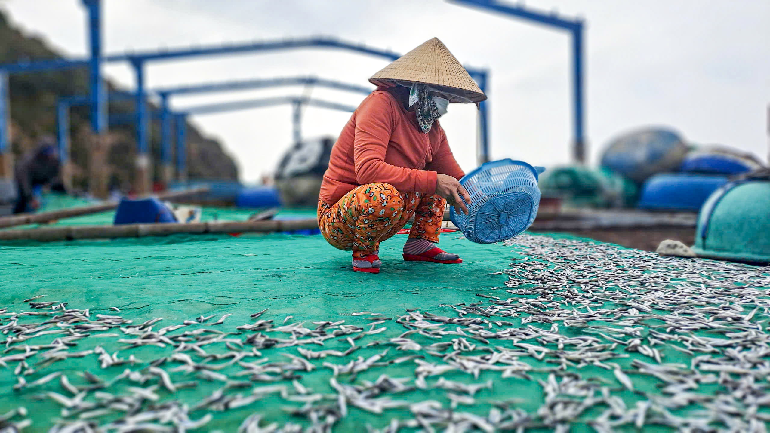 Cá đầy khoang, ngư dân Bình Định trúng 'lộc biển' thu tiền triệu sau mỗi chuyến tàu- Ảnh 8.