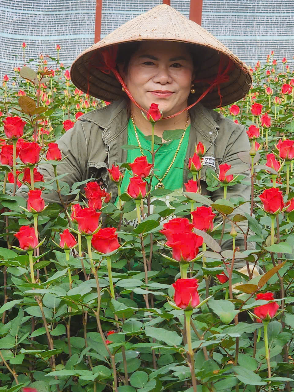 Giá hoa hồng Đà Lạt tăng cao trước lễ tình yêu 14.2- Ảnh 3.