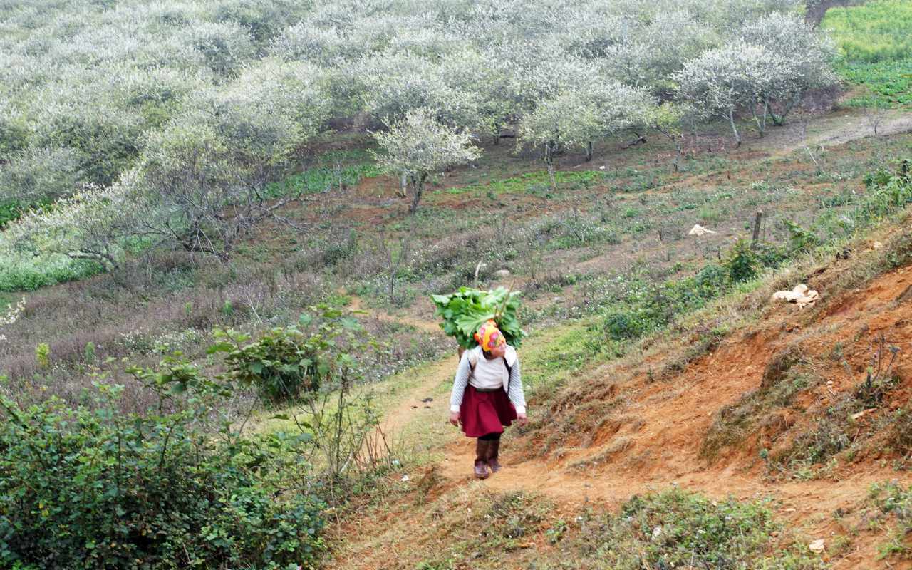 Mê mẩn mùa hoa mận ở Vân Hồ, Sơn La - Ảnh 11.