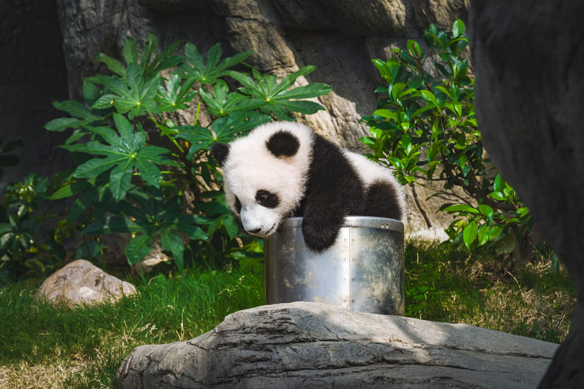 Chuyến đi trong ngày hoàn hảo cho gia đình tới Ocean Park ngắm gấu trúc - Ảnh 3.