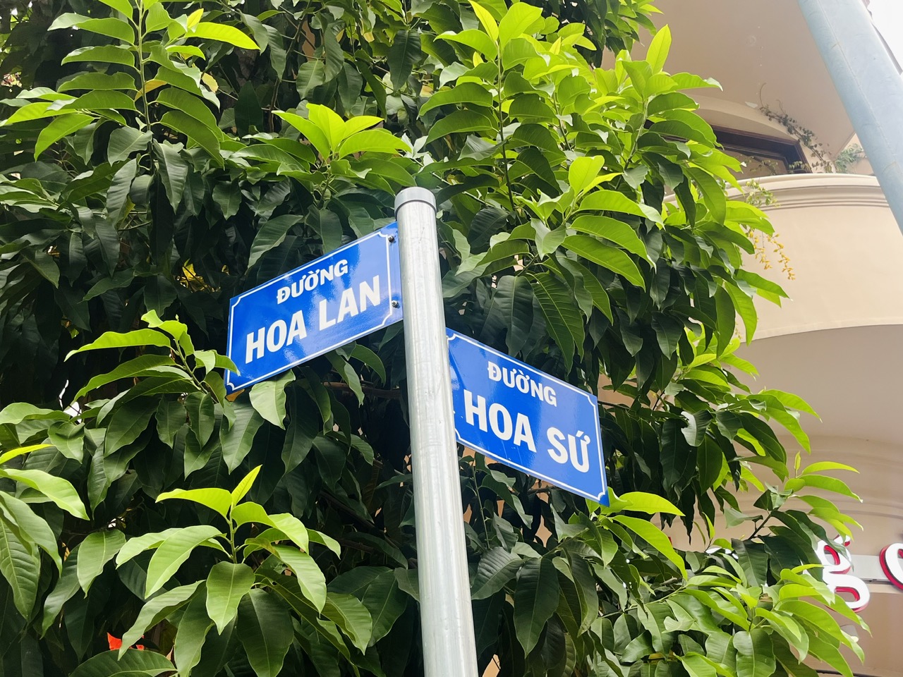 Sống ở TP.HCM: Độc lạ 13 'đường hoa' nhưng rất ít trồng hoa
- Ảnh 2. Sống ở TP.HCM: Độc lạ 13 'đường hoa' nhưng rất ít trồng hoa
- Ảnh 2.