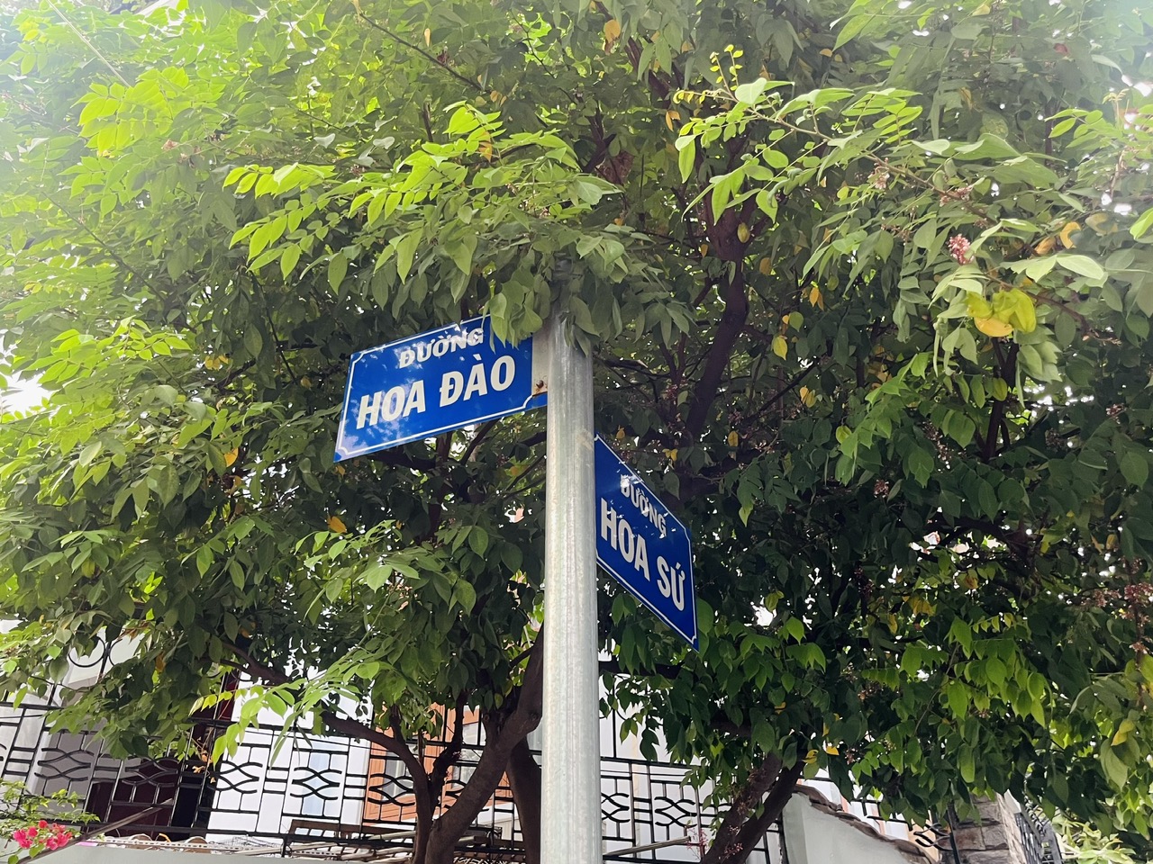 Sống ở TP.HCM: Độc lạ 13 'đường hoa' nhưng rất ít trồng hoa
- Ảnh 1. Sống ở TP.HCM: Độc lạ 13 'đường hoa' nhưng rất ít trồng hoa
- Ảnh 1.