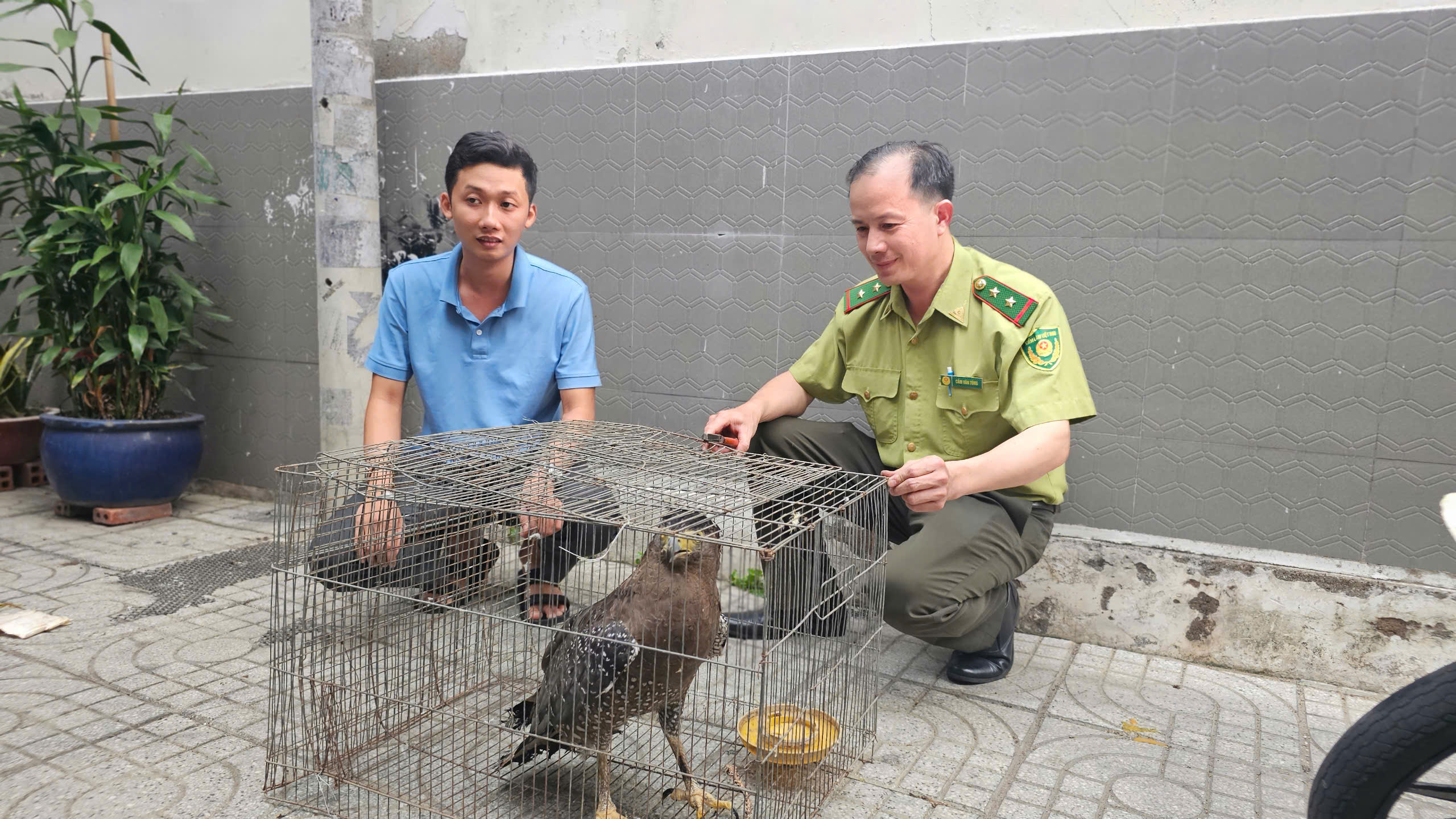 Bàn giao chim săn mồi bắt rắn ở cánh đồng ngô cho kiểm lâm- Ảnh 2. Bàn giao chim săn mồi bắt rắn ở cánh đồng ngô cho kiểm lâm- Ảnh 2.