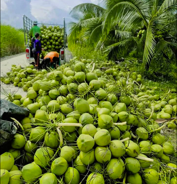 Nắng nóng, dừa tươi tăng giá vùn vụt- Ảnh 1.