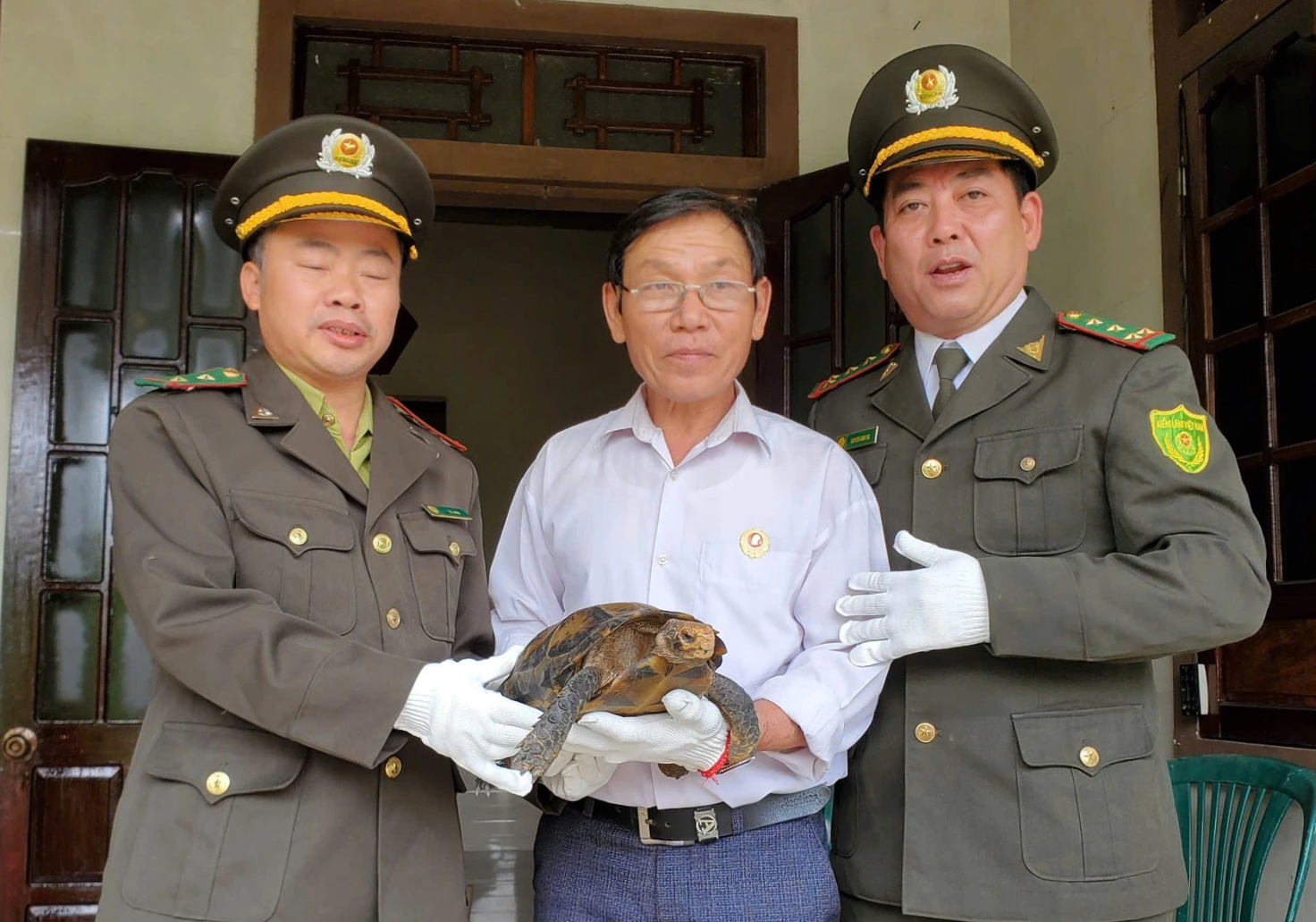 Rùa núi viền quý hiếm