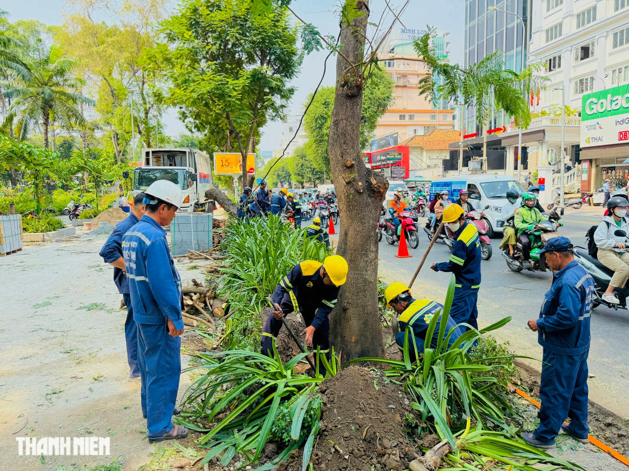 Cải tạo vỉa hè làm đứt rễ, phải đốn hạ hàng loạt cây xanh ở TP.HCM - Ảnh 1.