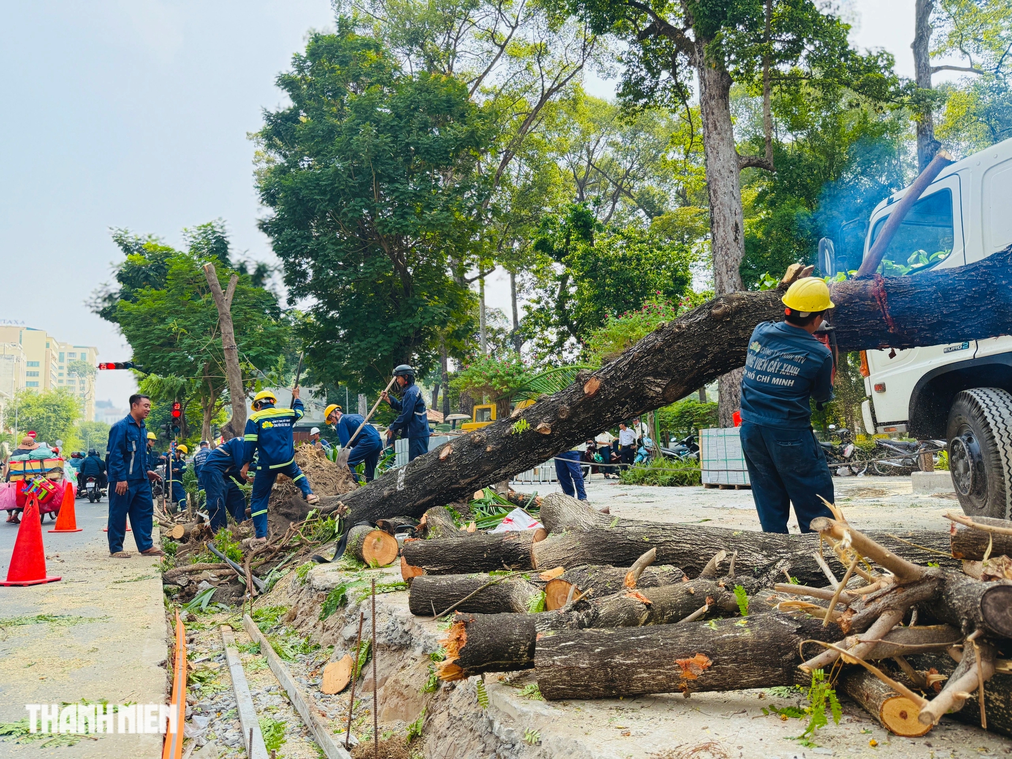 Cải tạo vỉa hè làm đứt rễ, phải đốn hạ hàng loạt cây xanh ở TP.HCM - Ảnh 2.