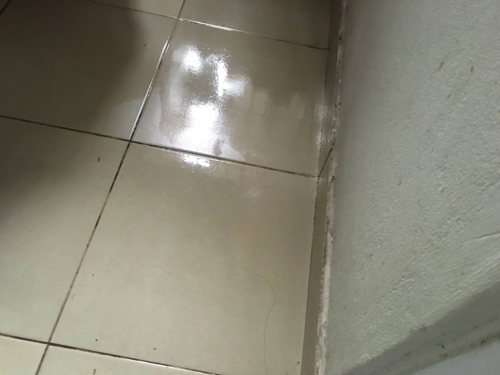 Ngăn ẩm mốc mùa nồm ngay từ sàn với nước lau sàn chứa lợi khuẩn - Ảnh 1.