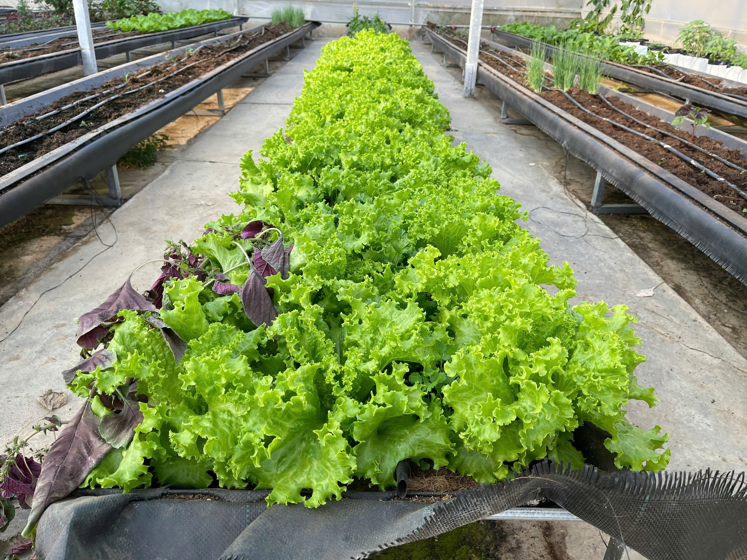 Hộ kinh doanh 'kêu trời' vì bất giờ bị đóng mã số thuế- Ảnh 3. Hộ kinh doanh 'kêu trời' vì bất giờ bị đóng mã số thuế- Ảnh 3.