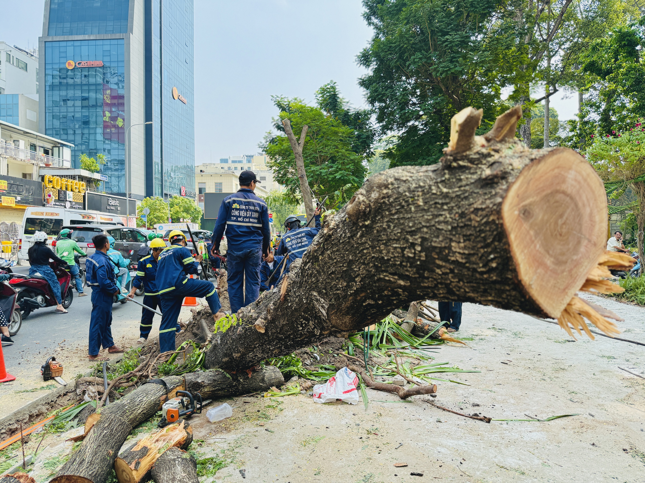 TP.HCM yêu cầu xử lý đơn vị gây hại cây xanh khi làm mới vỉa hè- Ảnh 1.