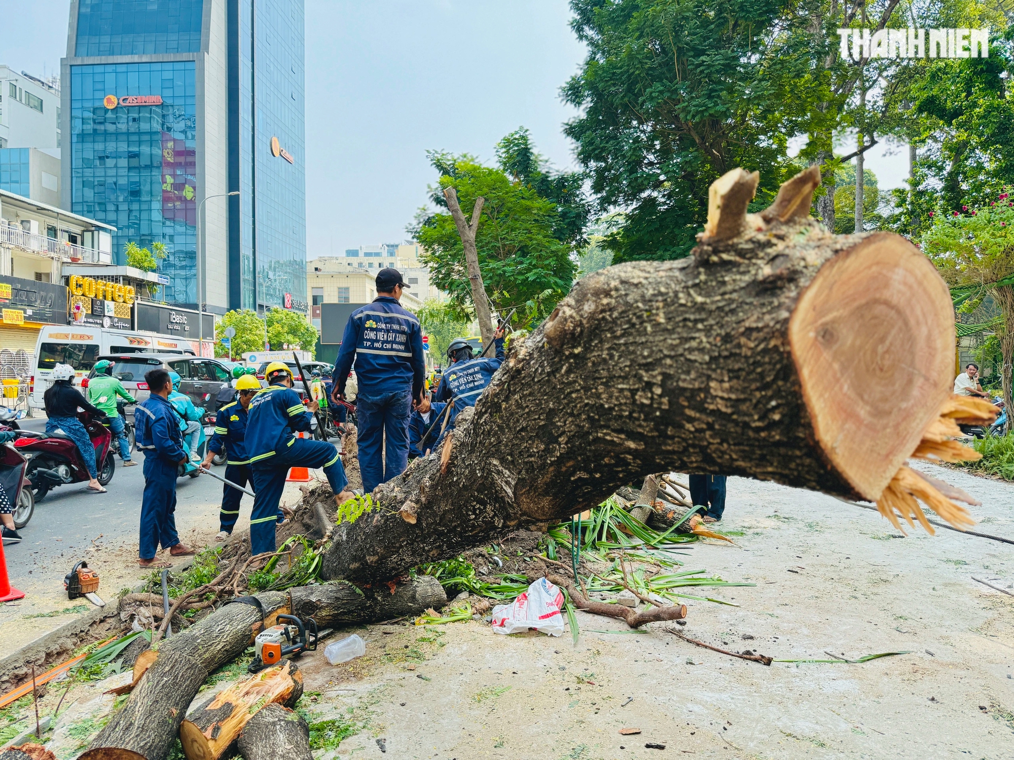 Cải tạo vỉa hè, 623 cây xanh ở trung tâm TP.HCM bị ảnh hưởng: Ai chịu trách nhiệm?- Ảnh 2.