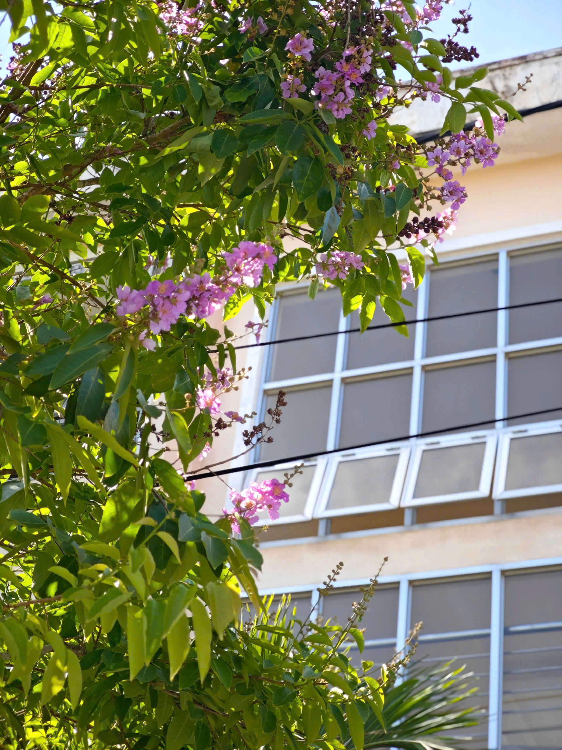 Trường học nổi tiếng vùng Gò Công sắp tròn 70 tuổi- Ảnh 8. Trường học nổi tiếng vùng Gò Công sắp tròn 70 tuổi- Ảnh 8.