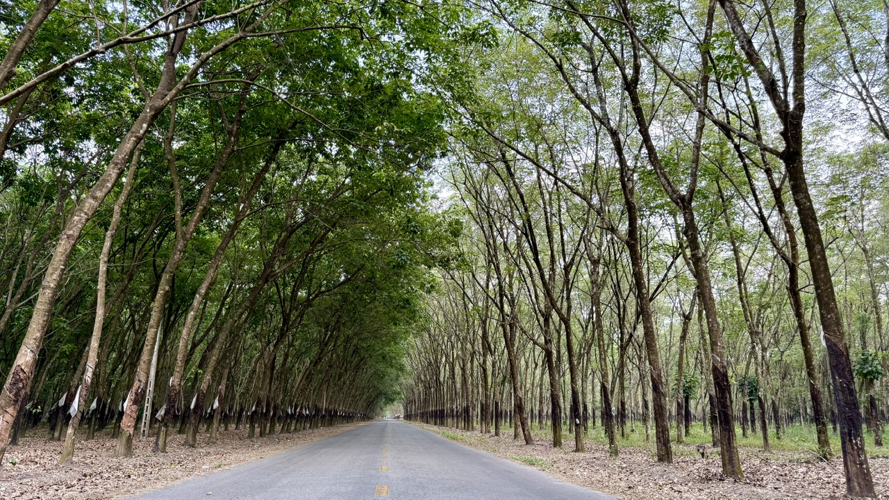 Bình Dương quy hoạch khu du lịch giữa rừng cao su, có hồ nước rộng 240ha- Ảnh 3.