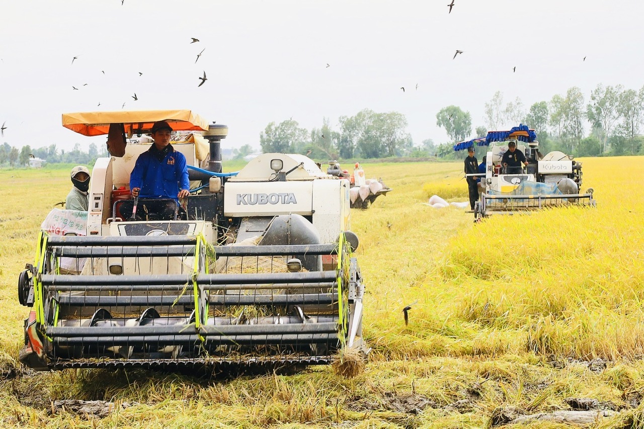 Phó thủ tướng bàn cách hỗ trợ nông dân trồng lúa tại ĐBSCL- Ảnh 2. Phó thủ tướng bàn cách hỗ trợ nông dân trồng lúa tại ĐBSCL- Ảnh 2.