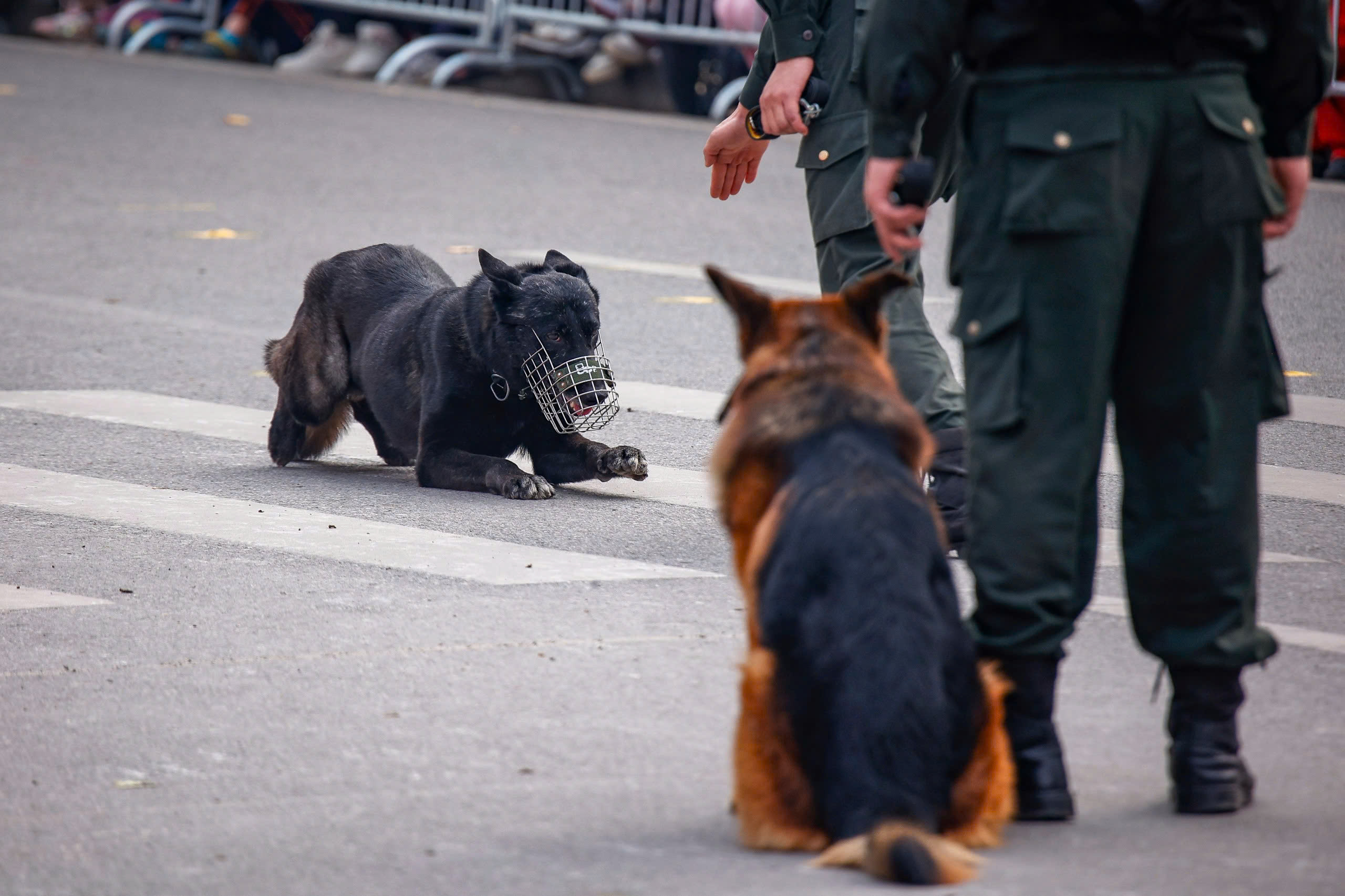 Kỵ binh, cảnh khuyển tr&igrave;nh diễn tr&ecirc;n phố đi bộ hồ Gươm- Ảnh 16.