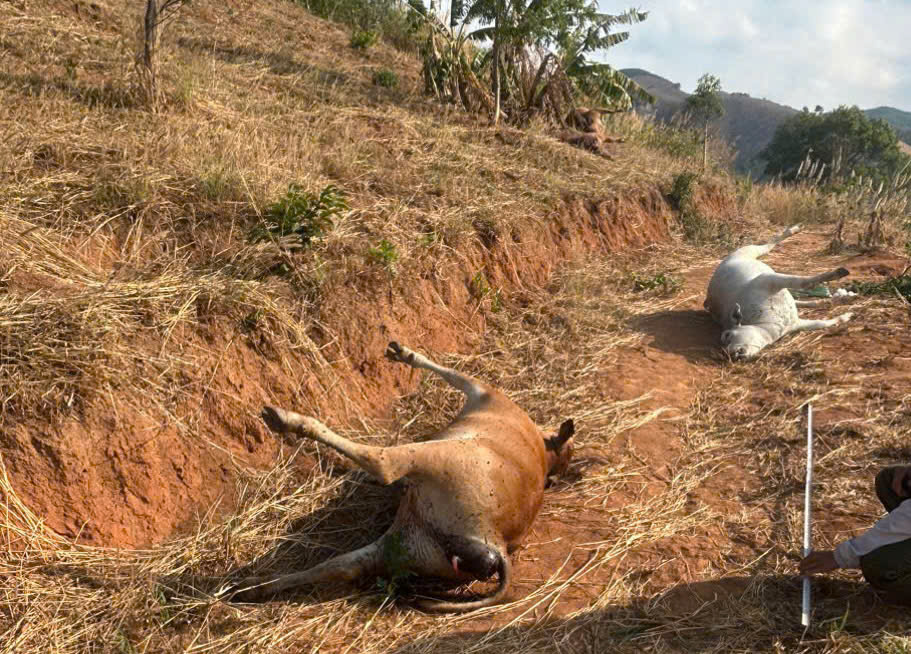 Gia Lai: 11 con bò chết bất thường tại huyện Chư Păh - Ảnh 1.
