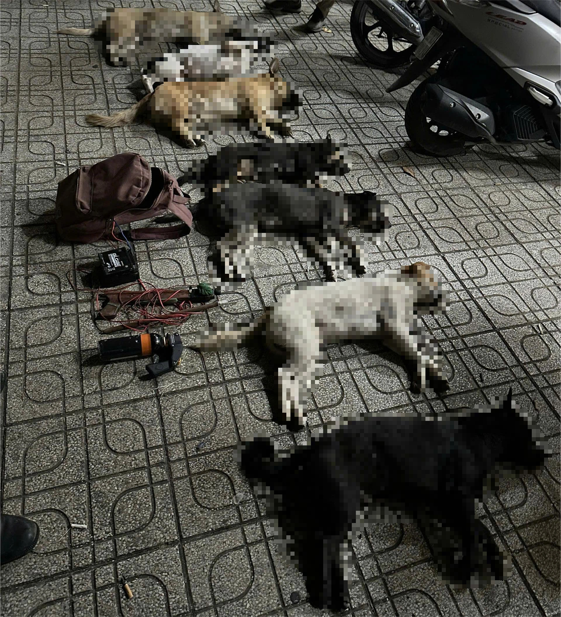 Tổ 363 truy đuổi bắt 2 đối tượng nghi trộm chó - Ảnh 1.