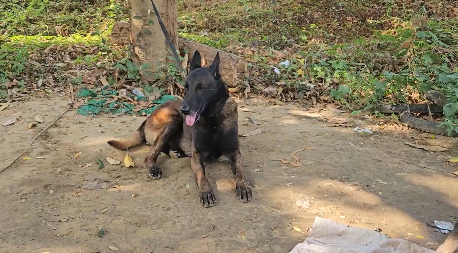 Hai ch&uacute; cảnh khuyển c&oacute; 5 năm tại ngũ tham gia cứu nạn tại Myanmar- Ảnh 1.