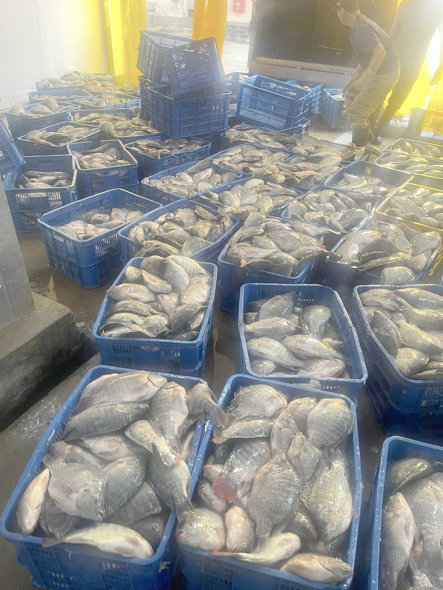 Bà con hưởng lợi từ những “ngôi sao nhỏ”- Ảnh 1. Bà con hưởng lợi từ những “ngôi sao nhỏ”- Ảnh 1.