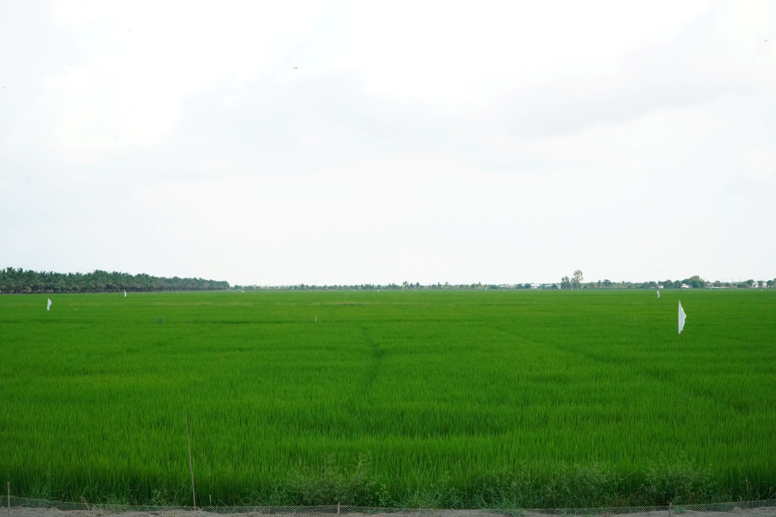 Tuấn 'hai lúa' trên cánh đồng 500 ha - Ảnh 4.