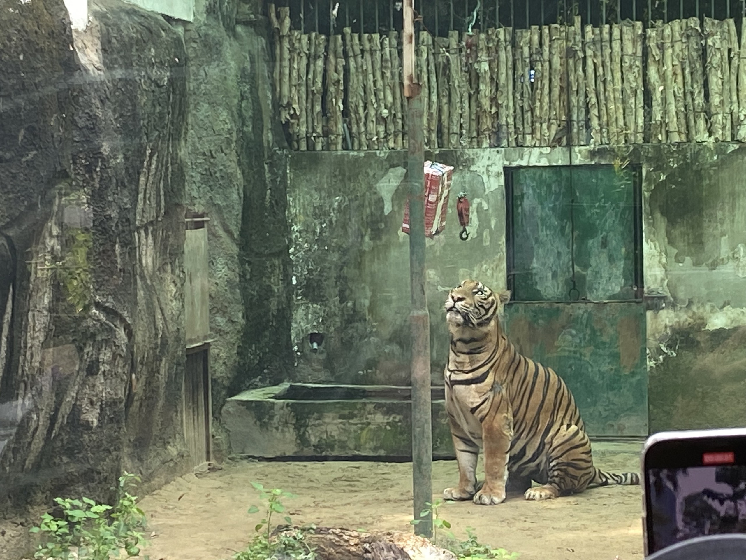 Thảo Cầm Vi&ecirc;n tổ chức tiệc &lsquo;về hưu&rsquo; cho hổ &lsquo;&Ocirc;ng T&acirc;y&rsquo;- Ảnh 1.