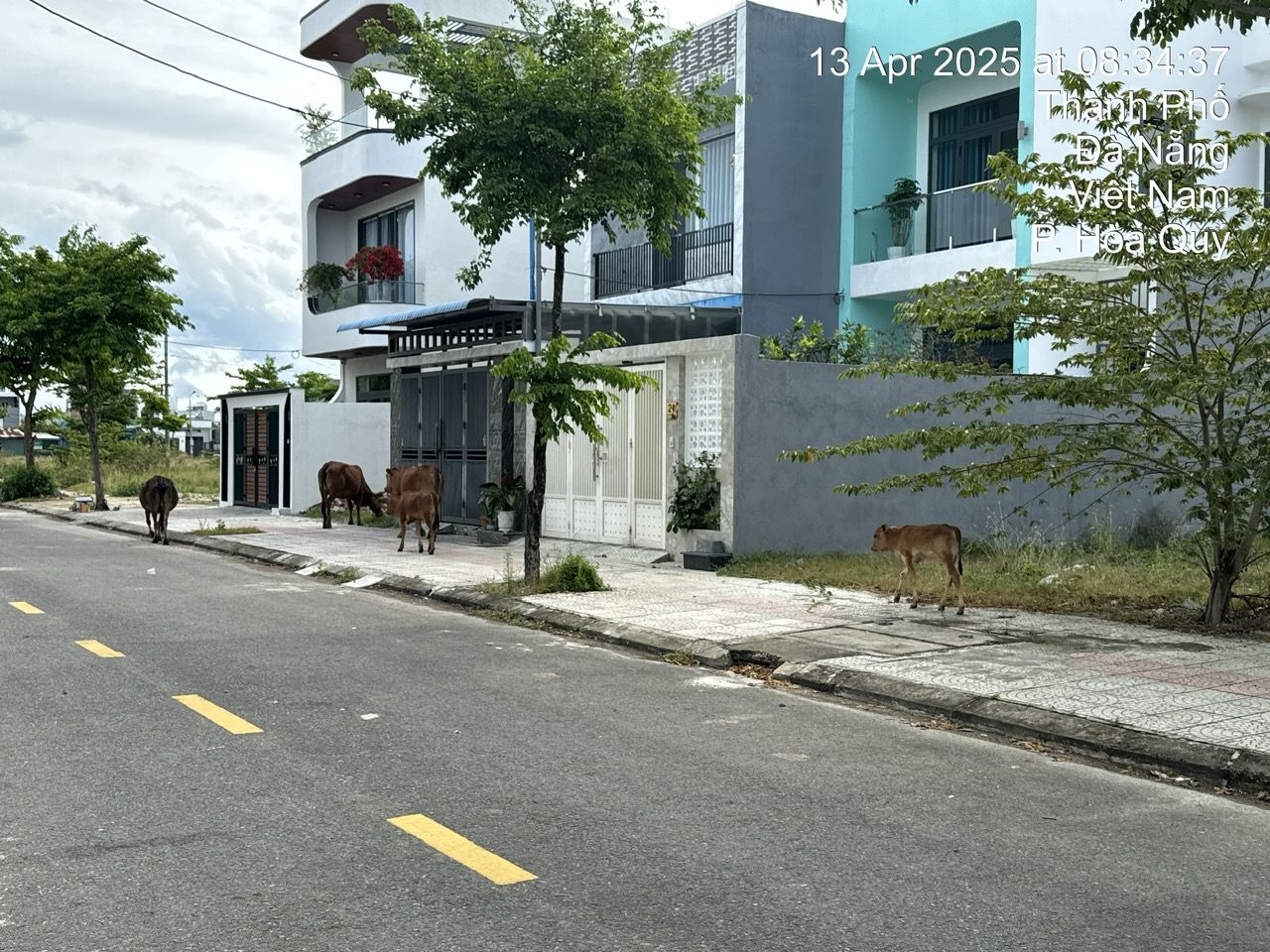 Đà Nẵng: Một trẻ em bị bò thả rông húc văng- Ảnh 2. Đà Nẵng: Một trẻ em bị bò thả rông húc văng- Ảnh 2.