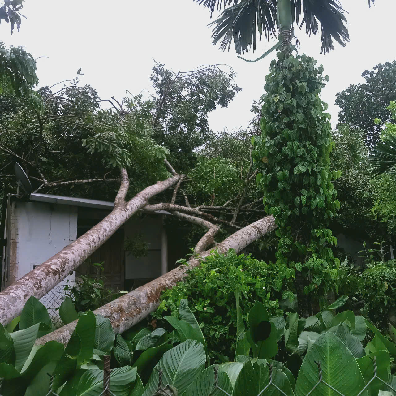 Hà Tĩnh: Mưa lớn khiến hàng trăm ha lúa bị đổ ngã- Ảnh 3. Hà Tĩnh: Mưa lớn khiến hàng trăm ha lúa bị đổ ngã- Ảnh 3.