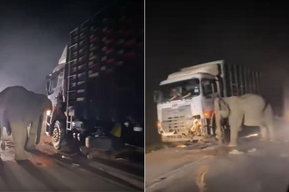 Voi con bị xe tải cán chết, voi mẹ tuyệt vọng tìm cách cứu