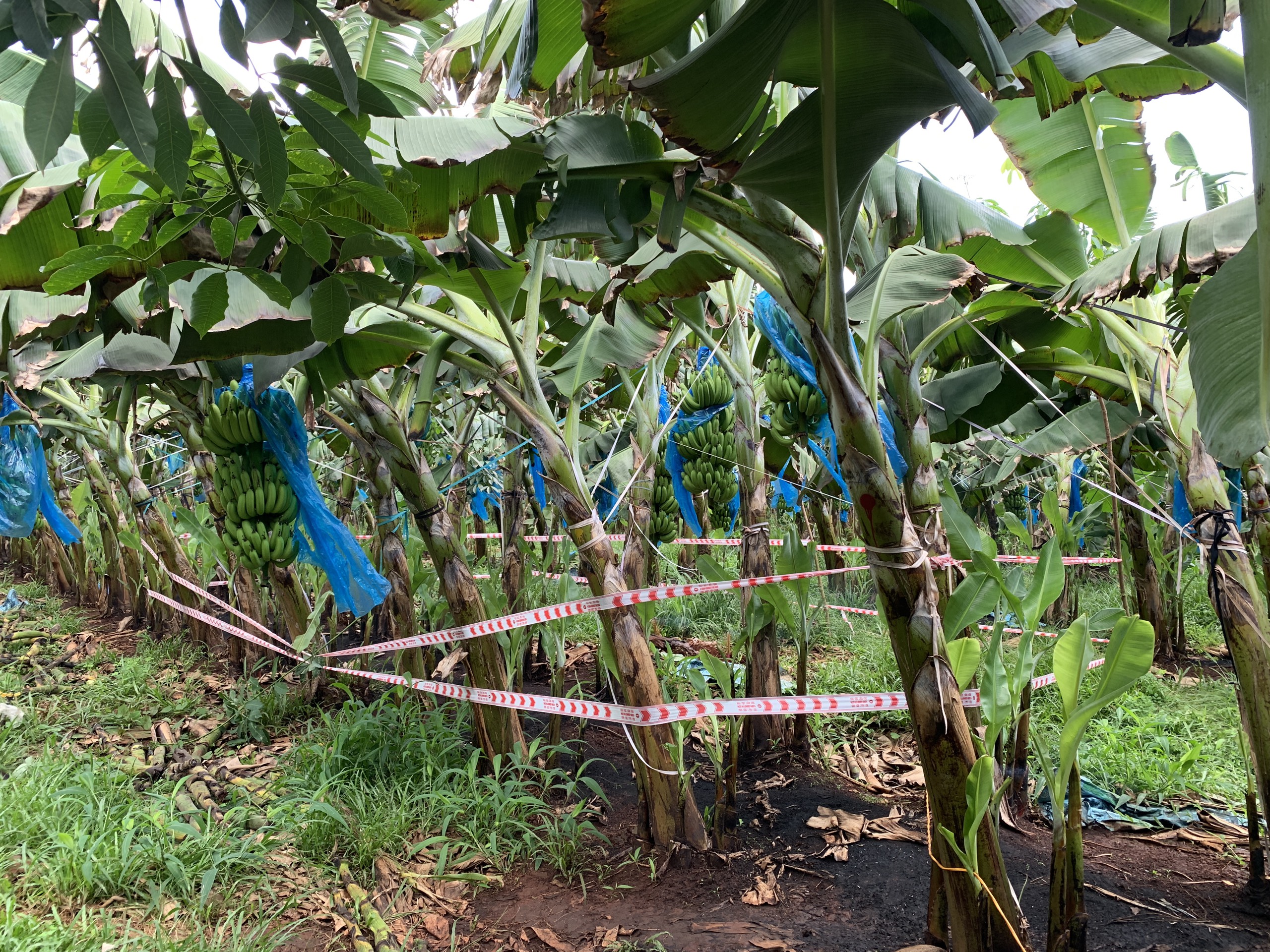 Bà Rịa - Vũng Tàu: Phát hiện thi thể trẻ sơ sinh đang phân hủy - Ảnh 1.