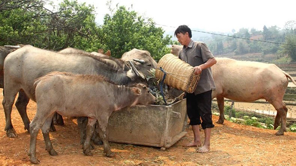 Đòn bẩy tín dụng giúp đồng bào dân tộc thiểu số Yên Bái thoát nghèo- Ảnh 1.
