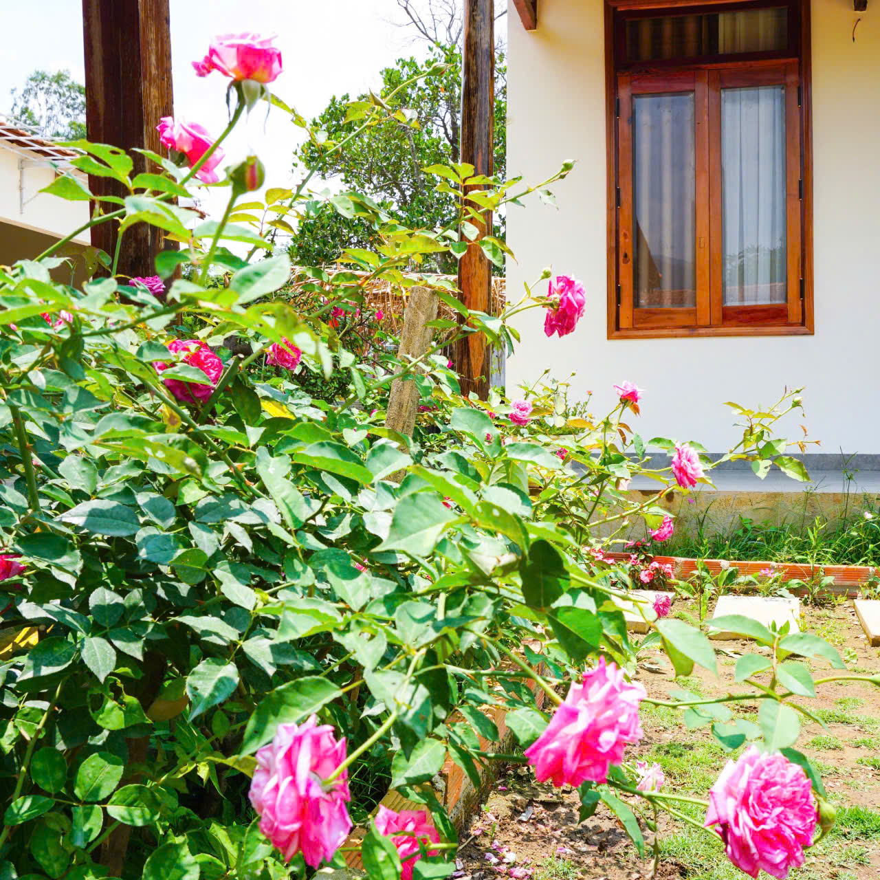 Bỏ phố về quê, vợ chồng trẻ tạo mảnh vườn 3.000 m² đẹp như mơ - Ảnh 4. Bỏ phố về quê, vợ chồng trẻ tạo mảnh vườn 3.000 m² đẹp như mơ - Ảnh 4.