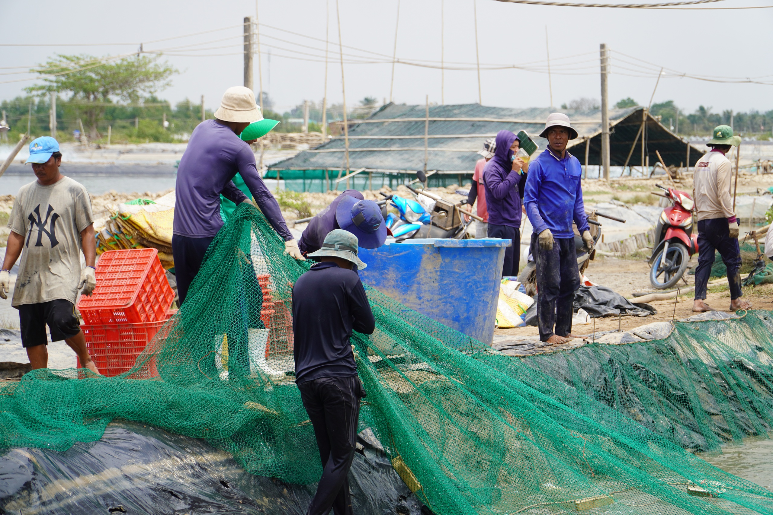Rẽ hướng từ tôm sang cá chẽm, nông dân miền Tây thu lãi hàng trăm tỉ đồng- Ảnh 2. Rẽ hướng từ tôm sang cá chẽm, nông dân miền Tây thu lãi hàng trăm tỉ đồng- Ảnh 2.