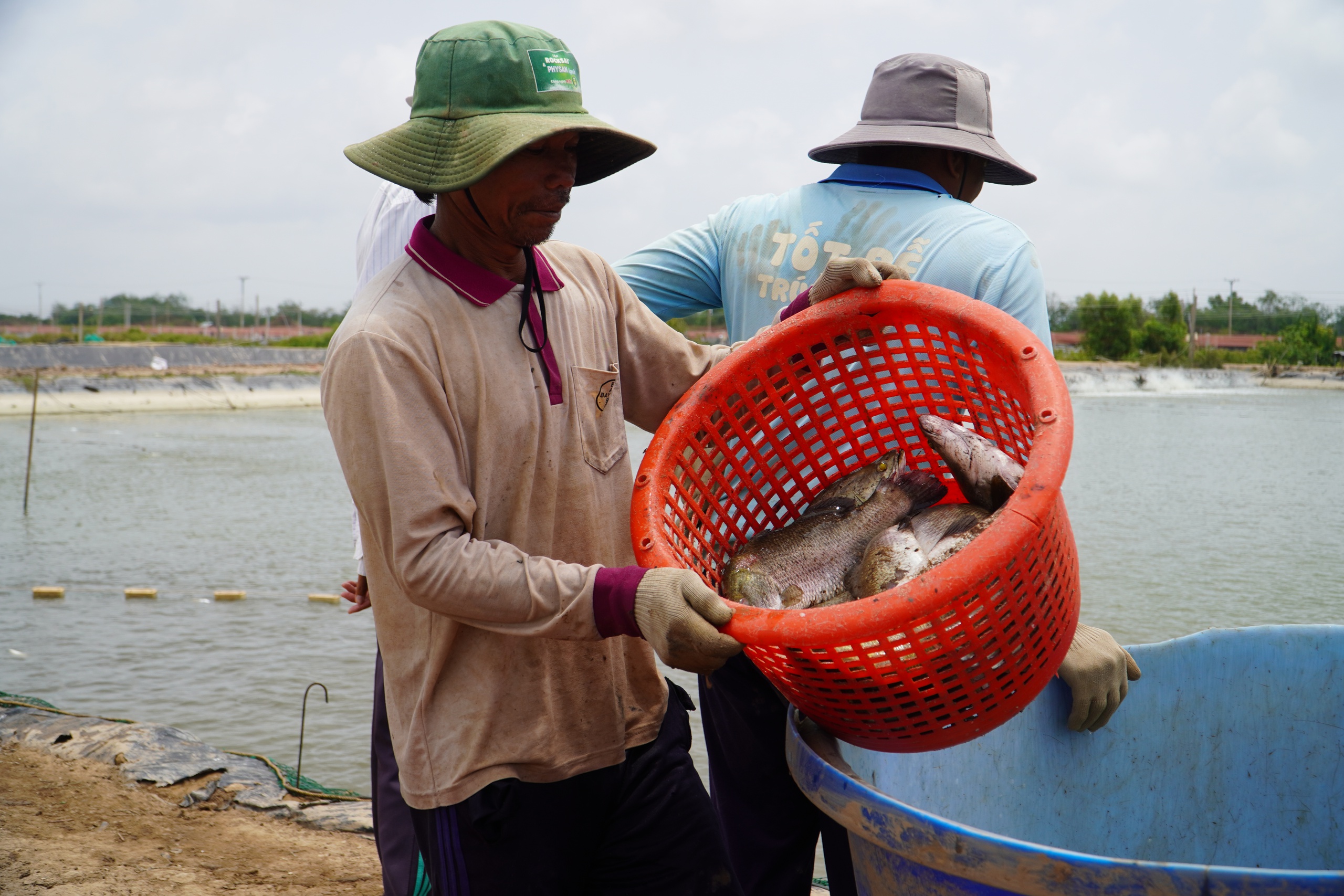 Rẽ hướng từ tôm sang cá chẽm, nông dân miền Tây thu lãi hàng trăm tỉ đồng- Ảnh 4. Rẽ hướng từ tôm sang cá chẽm, nông dân miền Tây thu lãi hàng trăm tỉ đồng- Ảnh 4.
