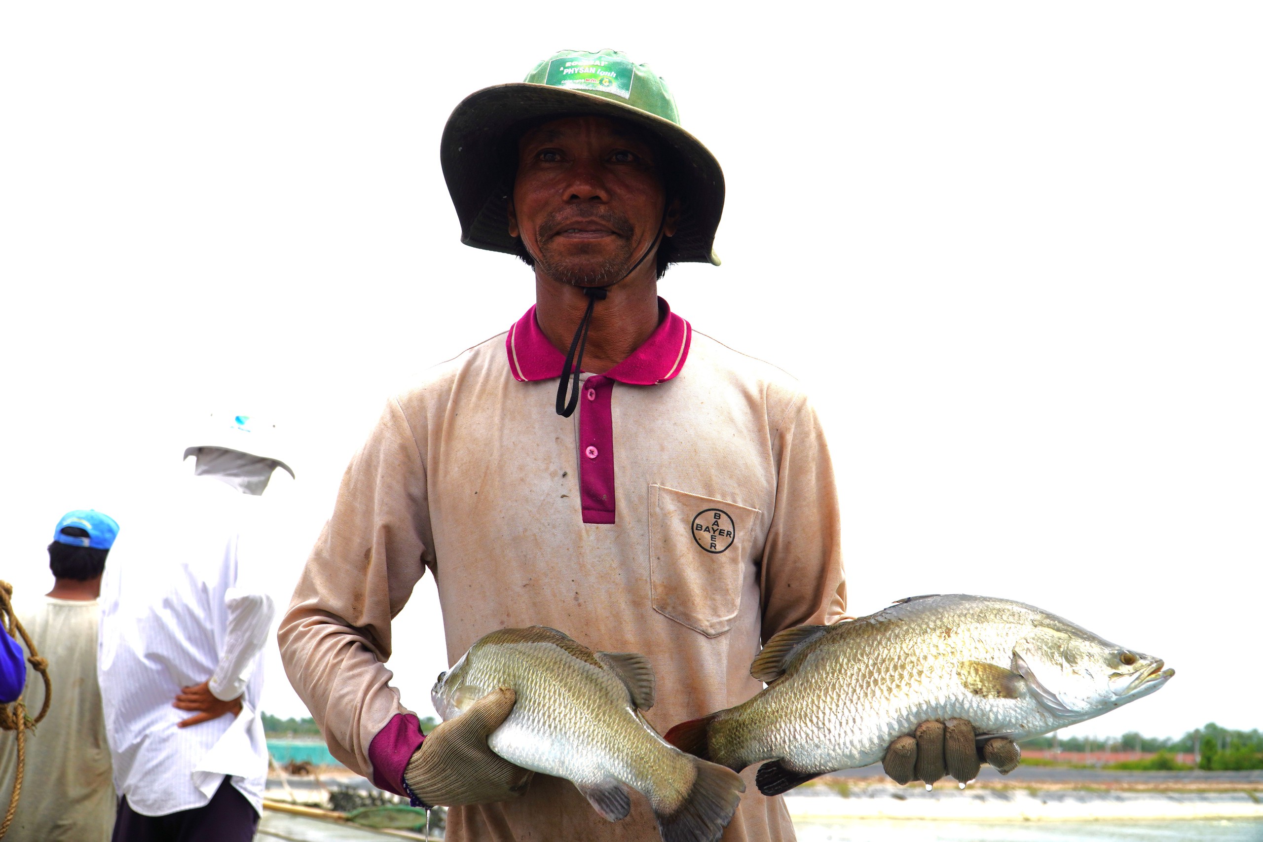 Rẽ hướng từ tôm sang cá chẽm, nông dân miền Tây thu lãi hàng trăm tỉ đồng- Ảnh 5. Rẽ hướng từ tôm sang cá chẽm, nông dân miền Tây thu lãi hàng trăm tỉ đồng- Ảnh 5.