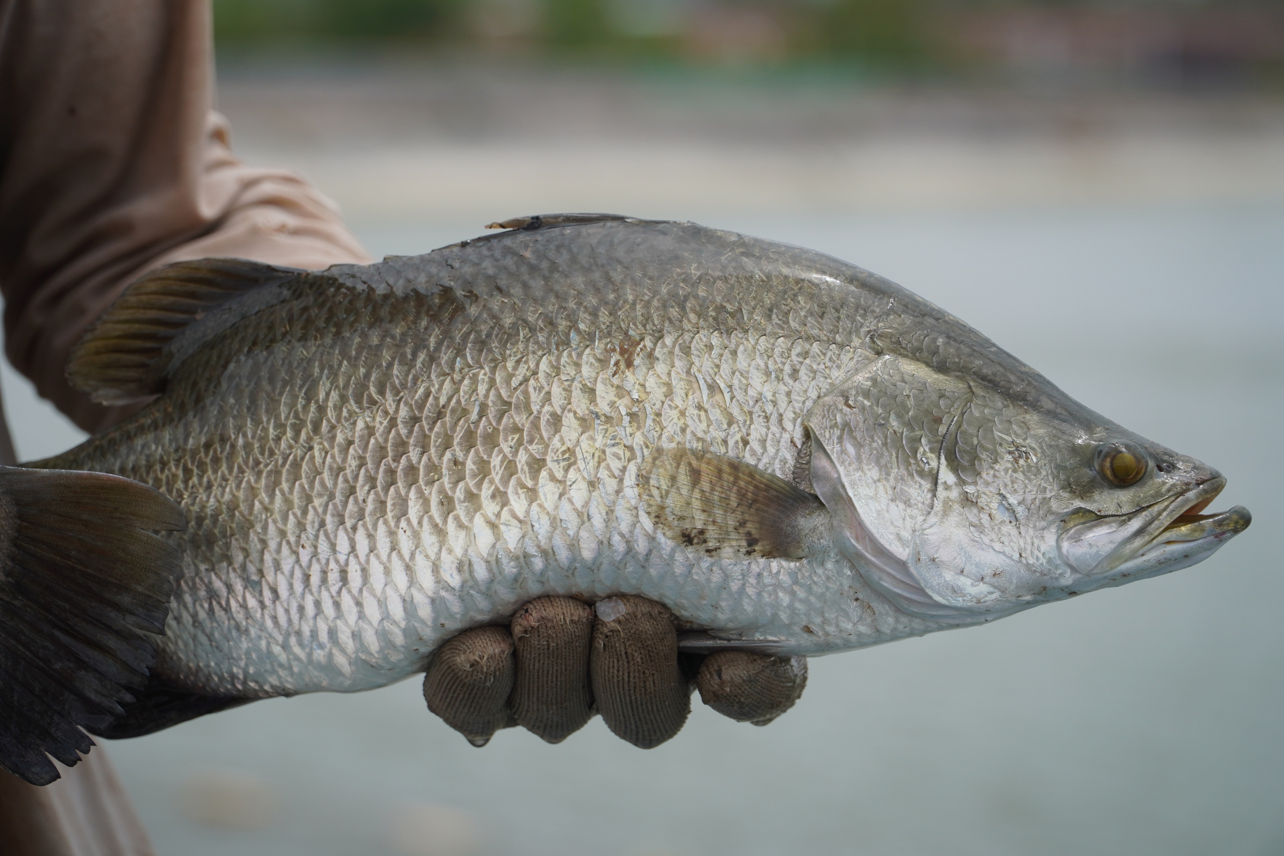 Rẽ hướng từ tôm sang cá chẽm, nông dân miền Tây thu lãi hàng trăm tỉ đồng- Ảnh 6. Rẽ hướng từ tôm sang cá chẽm, nông dân miền Tây thu lãi hàng trăm tỉ đồng- Ảnh 6.