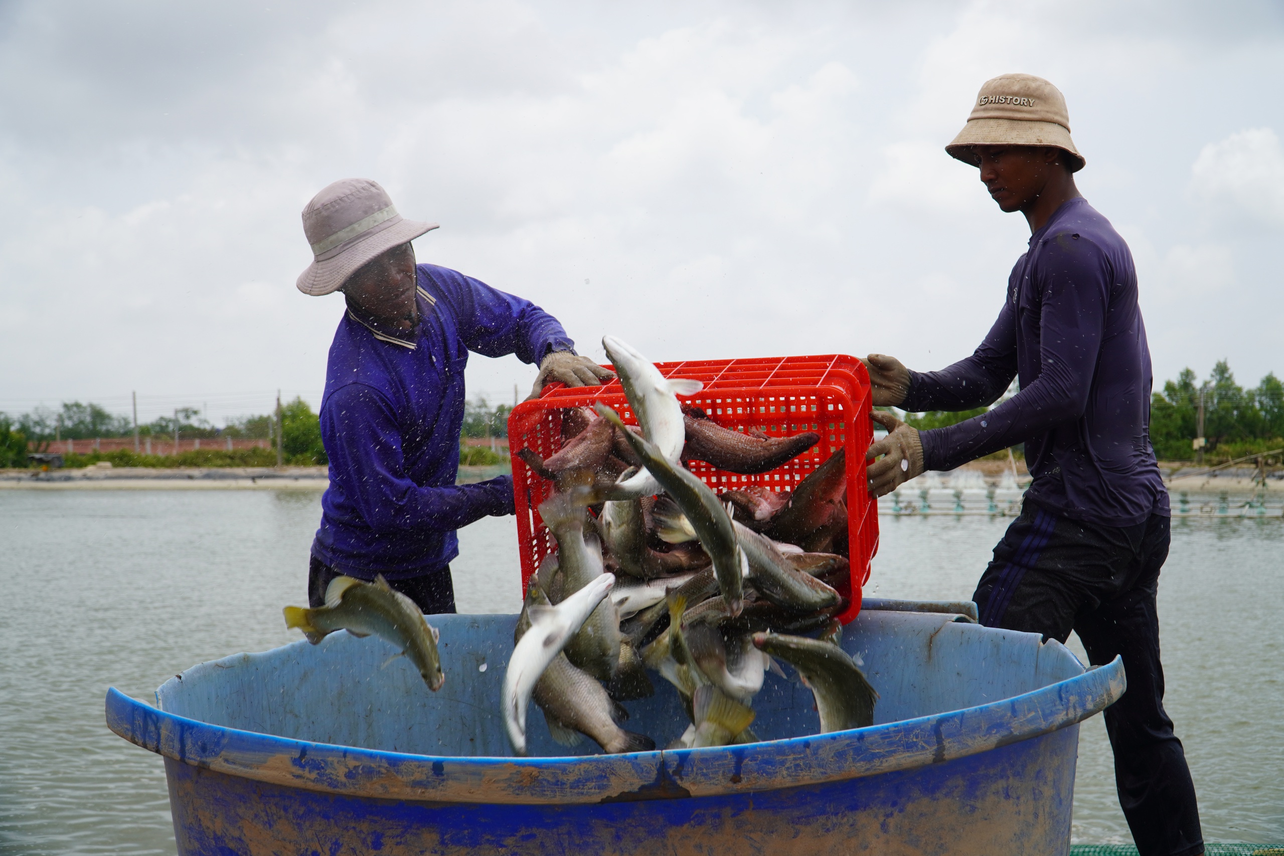 Rẽ hướng từ tôm sang cá chẽm, nông dân miền Tây thu lãi hàng trăm tỉ đồng- Ảnh 7. Rẽ hướng từ tôm sang cá chẽm, nông dân miền Tây thu lãi hàng trăm tỉ đồng- Ảnh 7.