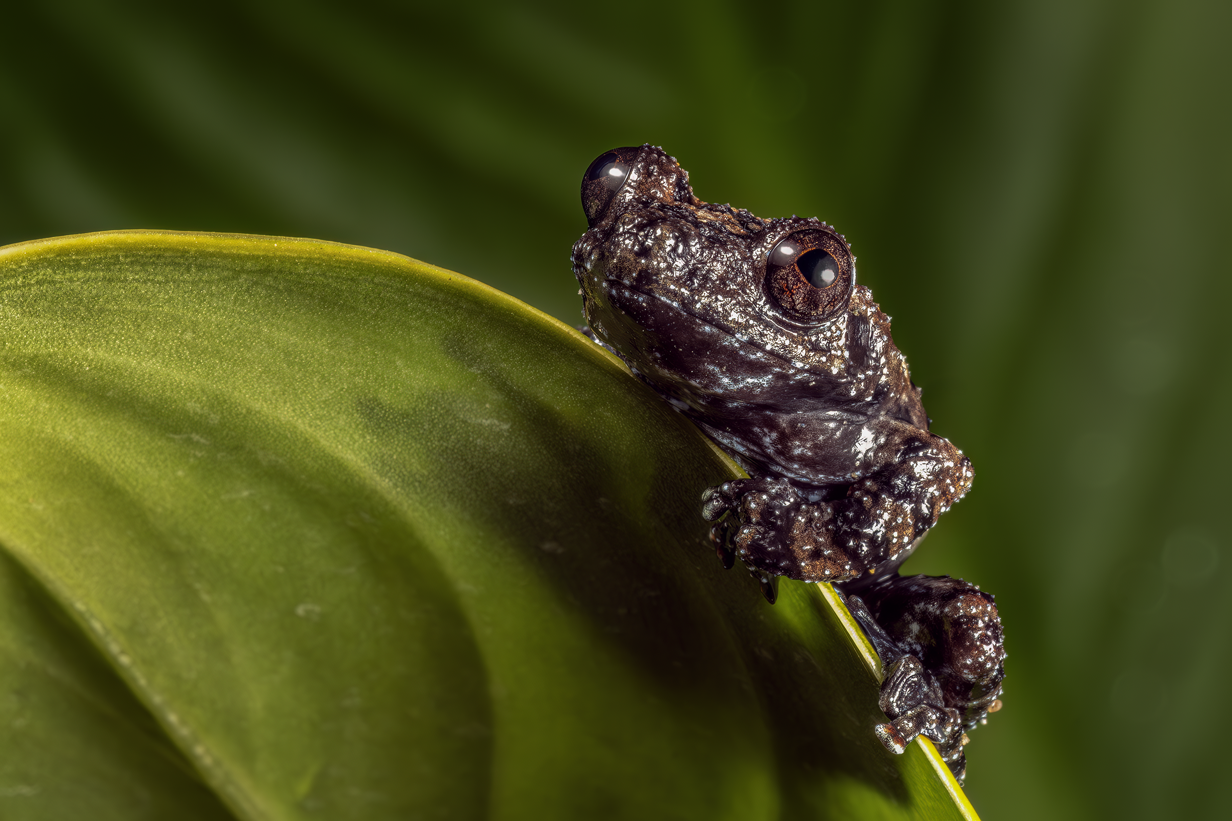 Herping là gì mà du khách quốc tế tìm đến Việt Nam? - Ảnh 13.