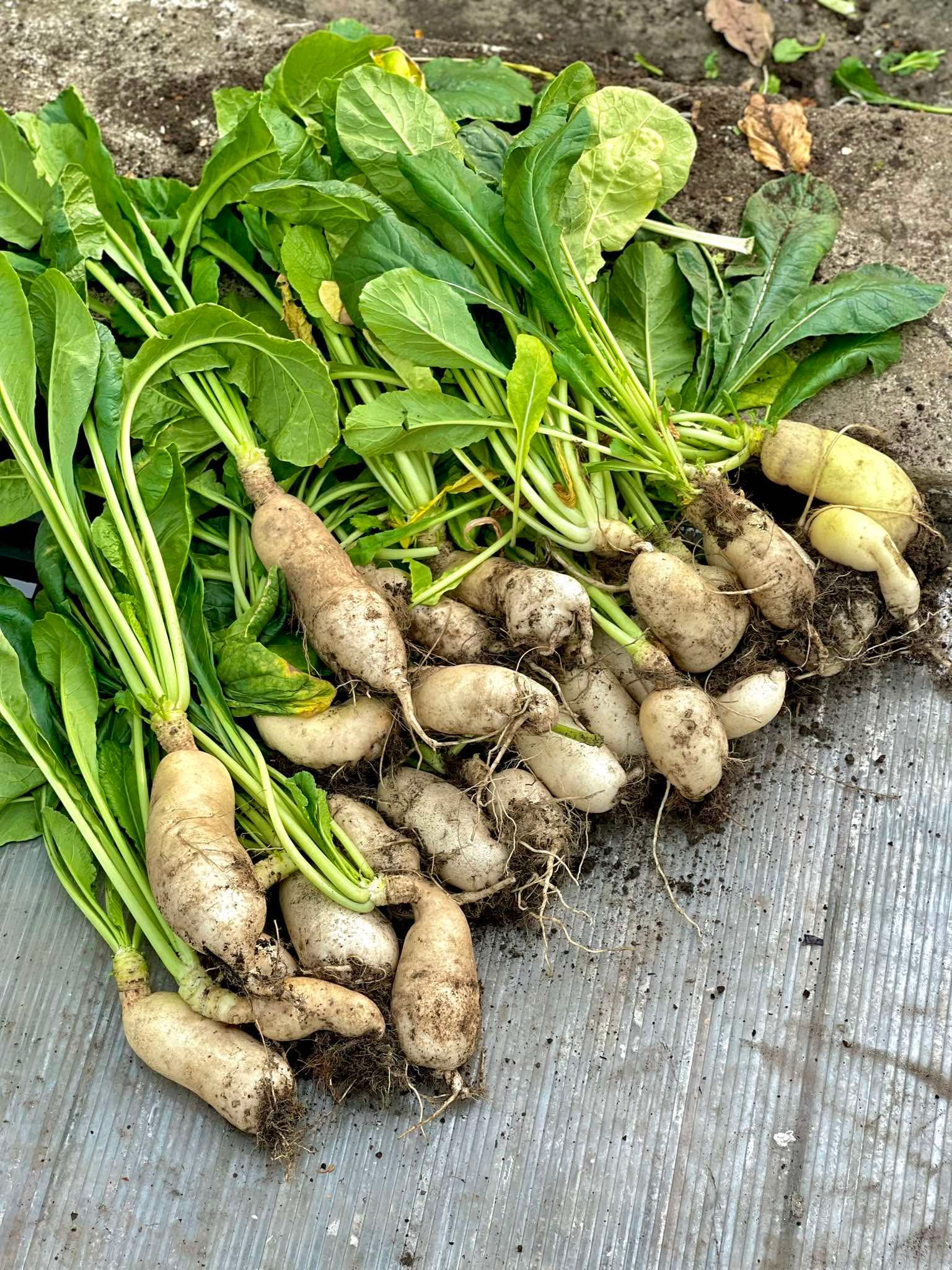 Trồng rau sạch trên sân thượng: Gia đình ăn không hết, phải... bán bớt