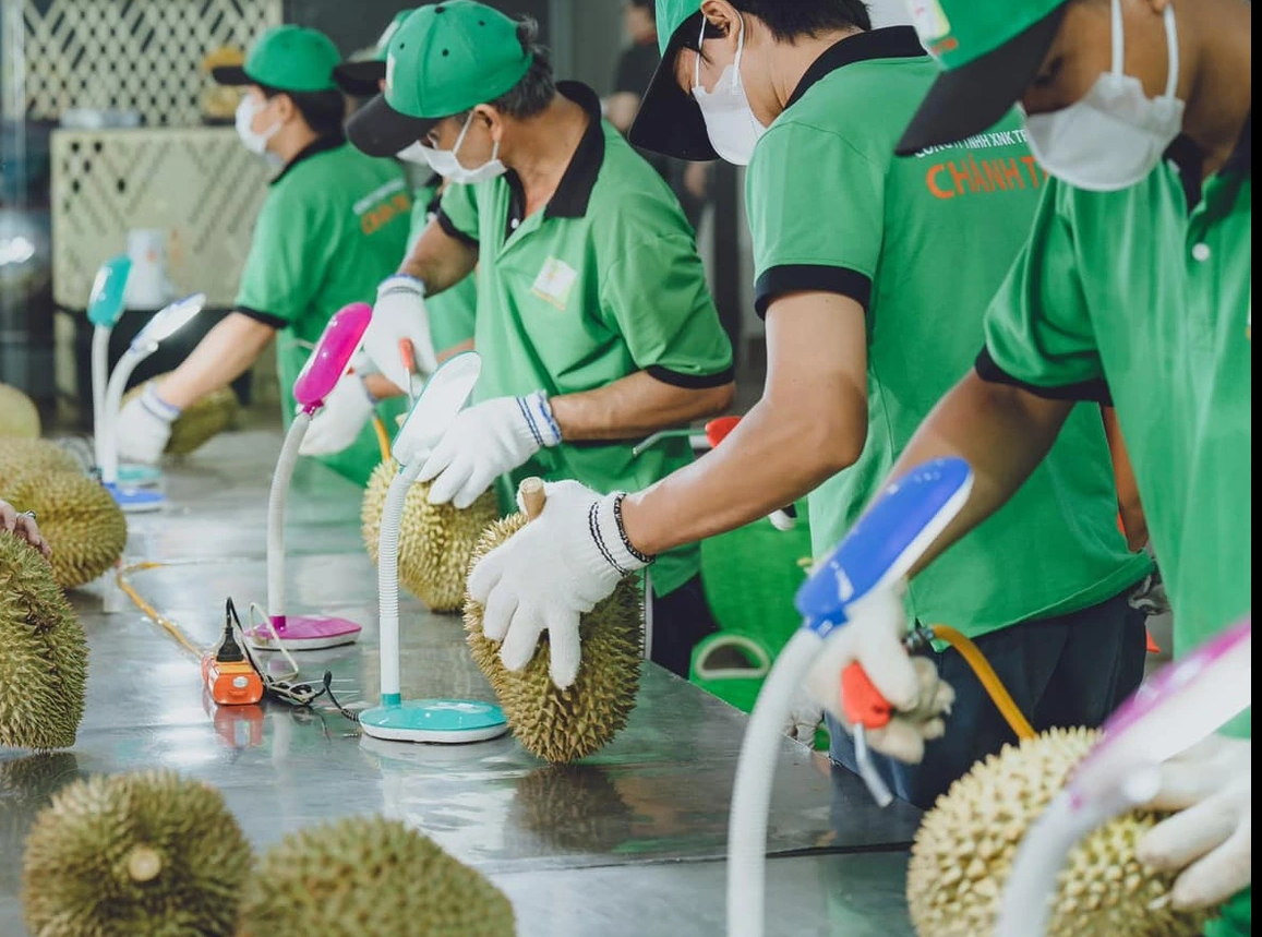Sầu riêng đón cơ hội lớn, tăng xuất khẩu vào Trung Quốc - Ảnh 1.