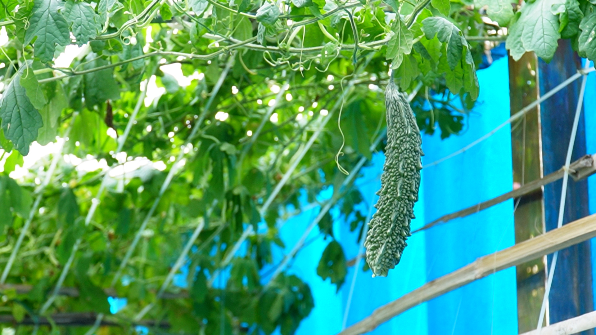 Những trái tim trẻ ở Trường Sa: 'Có sức người, đảo bắt sóng vẽ hoa' - Ảnh 8.