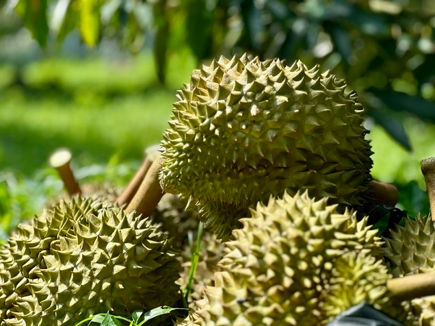 Giải pháp nào đưa sầu riêng trở lại đường đua?- Ảnh 1. Giải pháp nào đưa sầu riêng trở lại đường đua?- Ảnh 1.