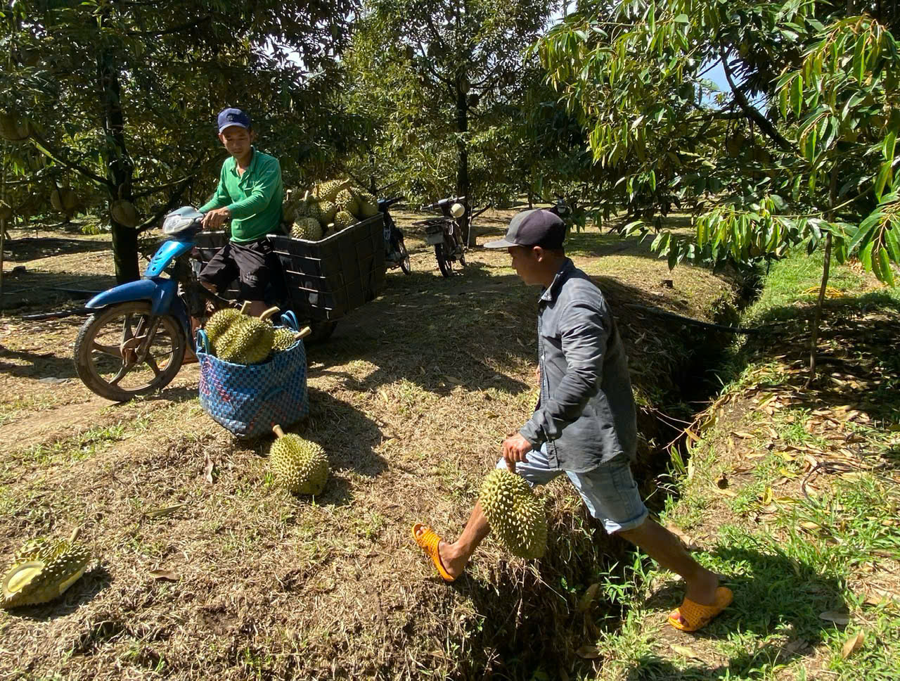 Giải pháp nào đưa sầu riêng trở lại đường đua?- Ảnh 4.
