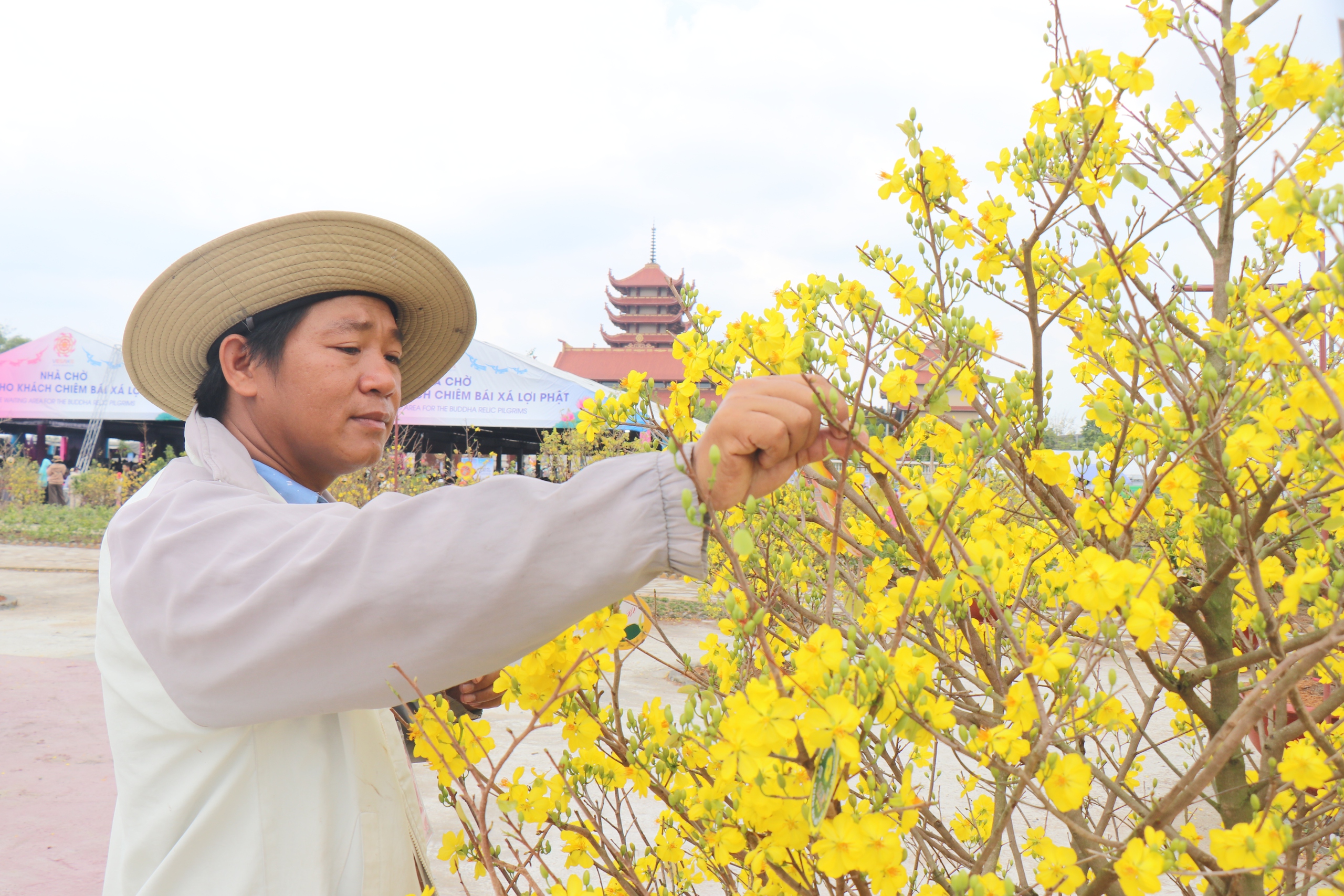 Mai vàng Bình Lợi nở rộ giữa mùa hè trong đại lễ Vesak 2025 - Ảnh 6.