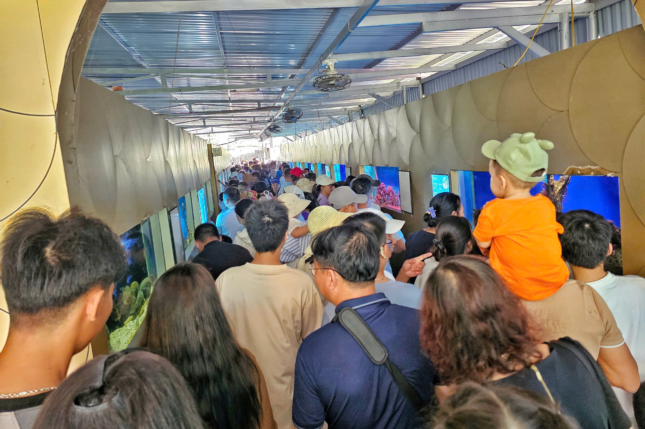 Du khách chen kín ngắm cá tại Bảo tàng Hải dương học Nha Trang - Ảnh 3.