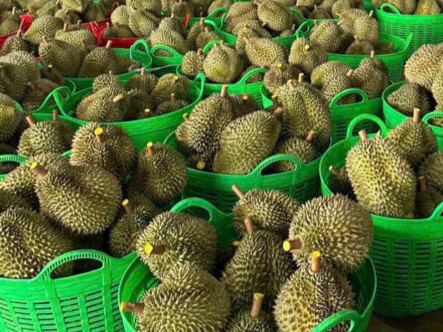 Xử lý thông tin sai sự thật ‘Sầu riêng nhúng hóa chất tại Đắk Nông’ - Ảnh 1.
