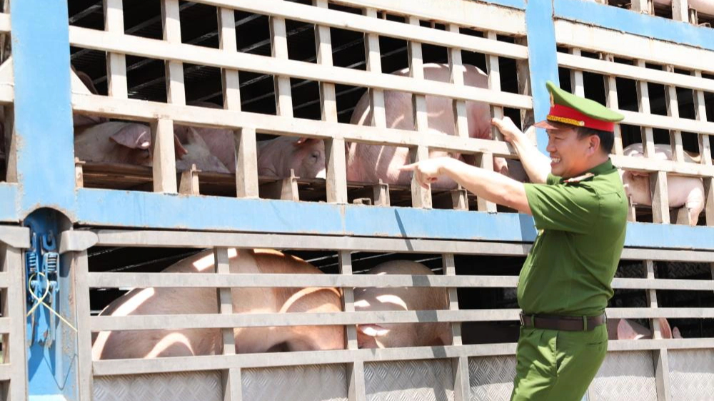 Bắt xe tải chở 180 con lợn nhiêm dịch tả lợn châu Phi đi tiêu thụ - Ảnh 1.