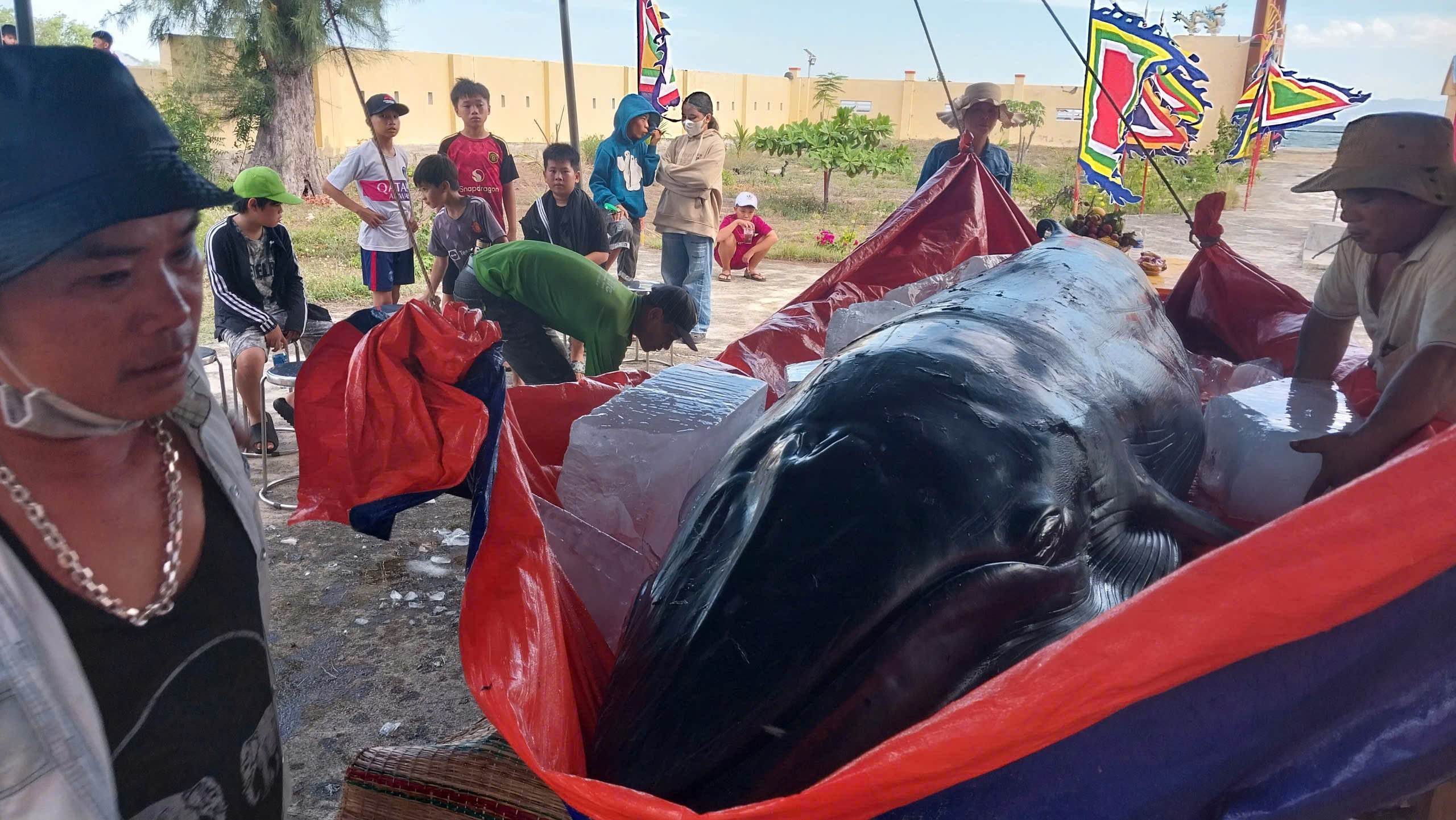 Cá voi nặng hơn 1 tấn mắc cạn tại biển Ninh Chữ, Ninh Thuận- Ảnh 1.