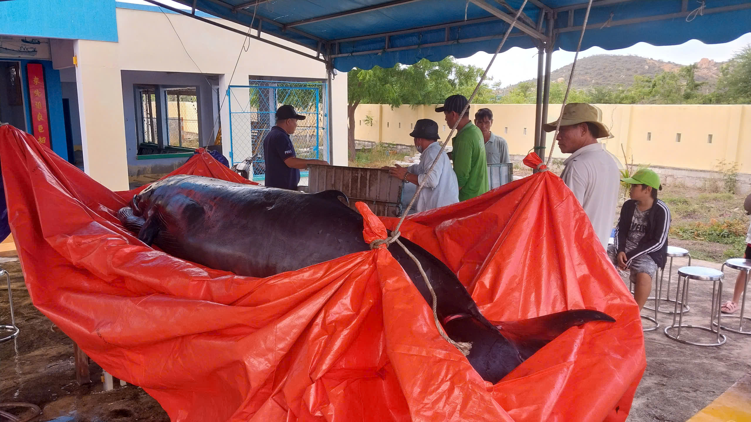 Cá voi nặng hơn 1 tấn mắc cạn tại biển Ninh Chữ, Ninh Thuận- Ảnh 2.