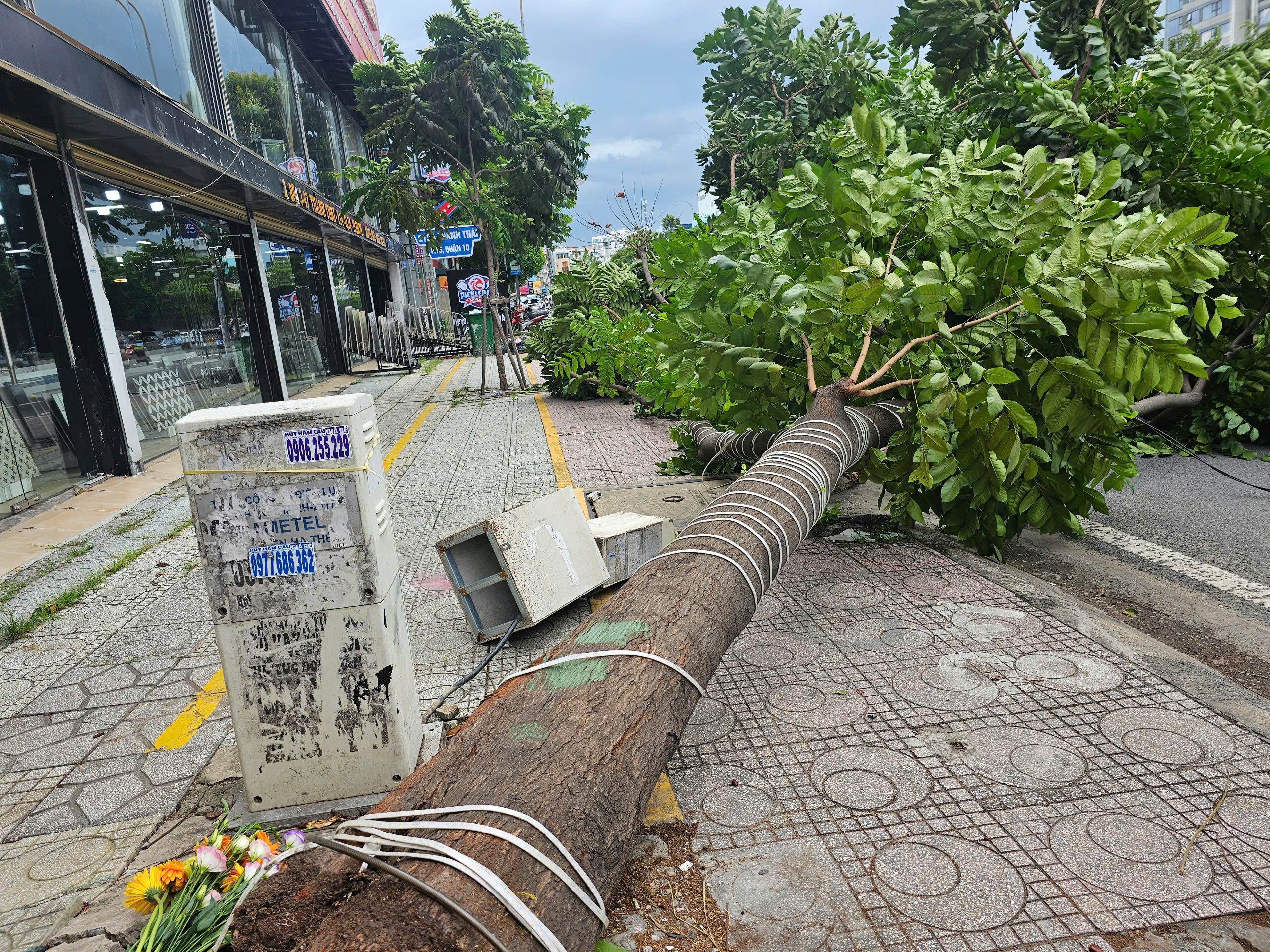 TP.HCM: Nhiều cây xanh ngã, có người bị thương - Ảnh 1.