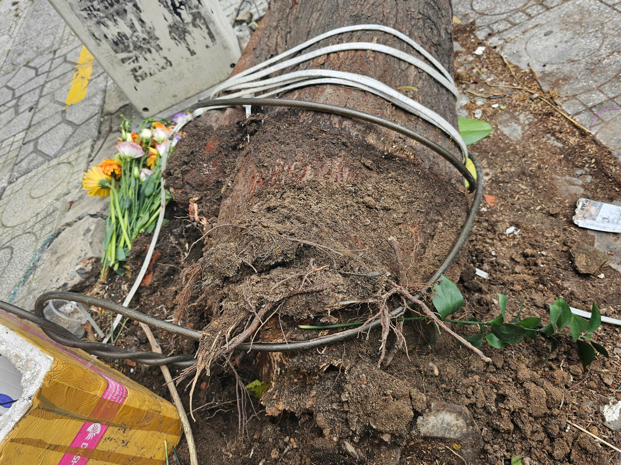TP.HCM: Nhiều cây xanh ngã, có người bị thương - Ảnh 3.